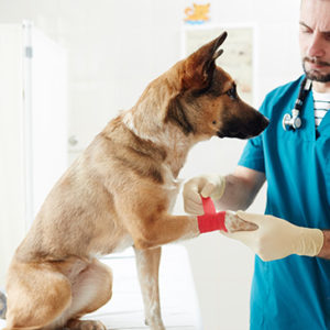 Canine First Aid and Emergency Care Diploma