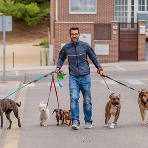 Dog Training Complete Diploma