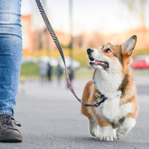 Dog Walking Course Level 3
