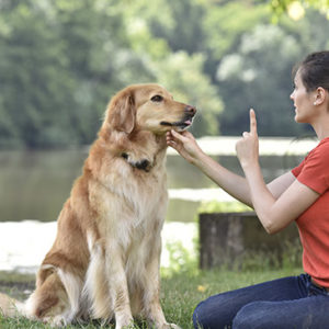 Pet Sitting and Dog Walking Training Diploma