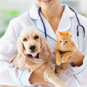 Veterinary Nursing and Medical Emergencies Level 4