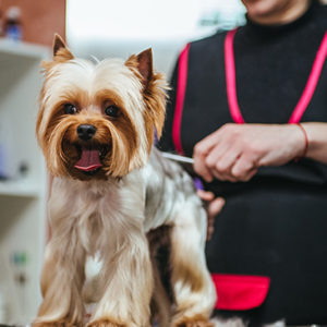 Diploma in Dog Grooming