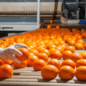Food Processing Diploma
