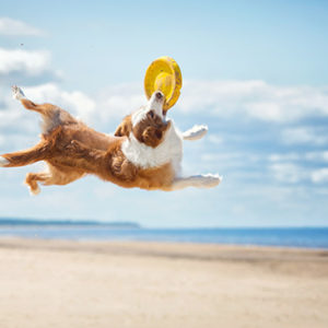 Dog Agility
