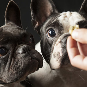 Dog Training - Natural Remedies for Health & Dog Training
