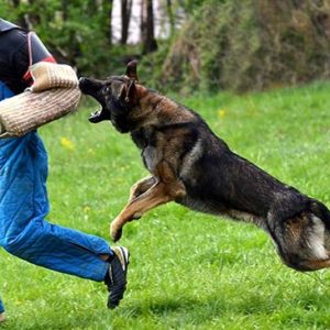 Dog Training - Stop Dog Barking