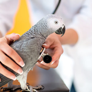 Exotic Animal Care 3