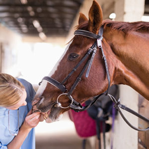 Horse Care and Stable Management