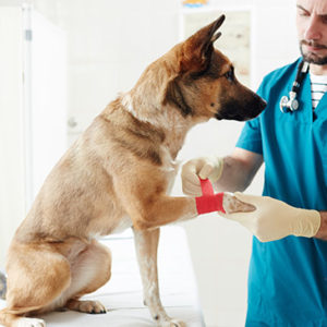 Pet First Aid