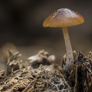 Mushroom Growing Course