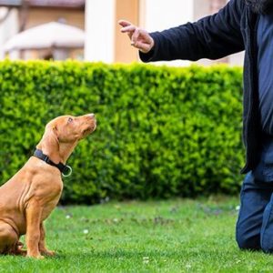 Dog Behaviour and Training