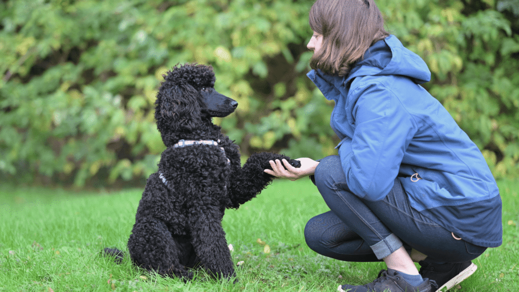 Image 2 for Dog Behaviour And Training Course