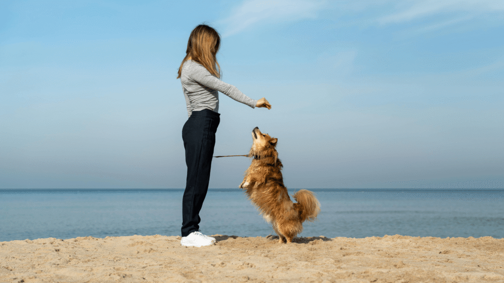 Image 3 for Dog Behaviour And Training Course
