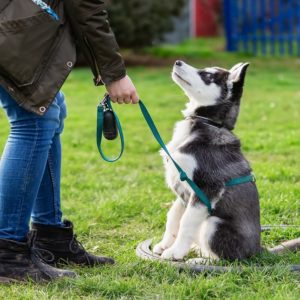 Dog Leash Training