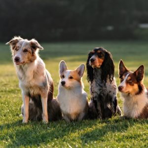 Introduction to Dog Breeds and Basic Anatomy