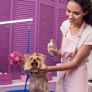 Setting Up Your Dog Grooming Business