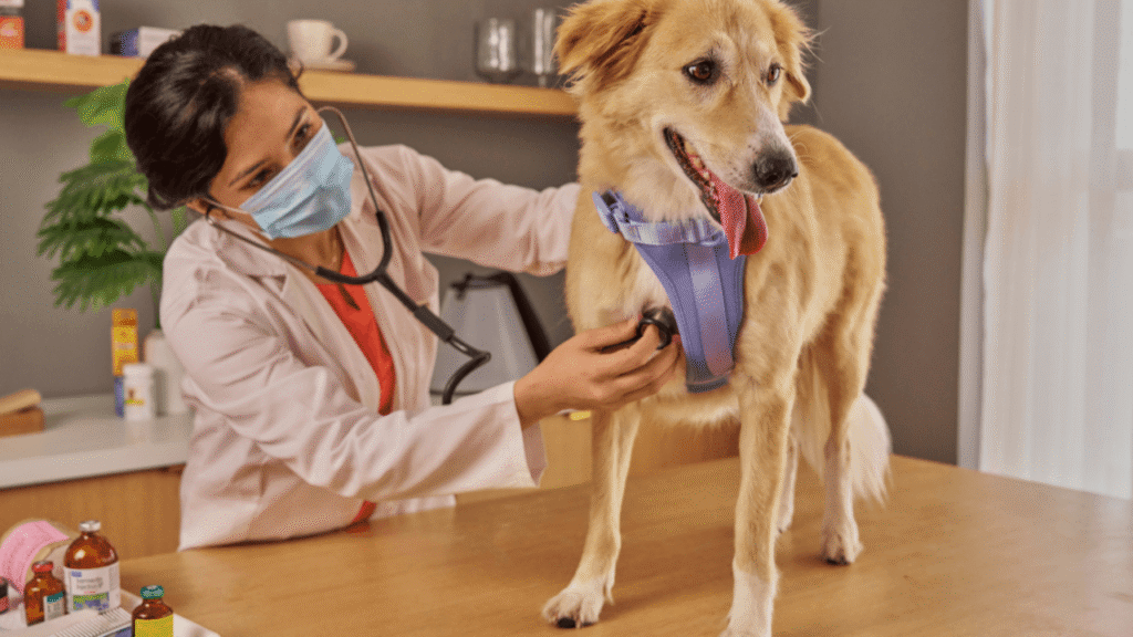 Veterinary Nursing Diploma Image - 1