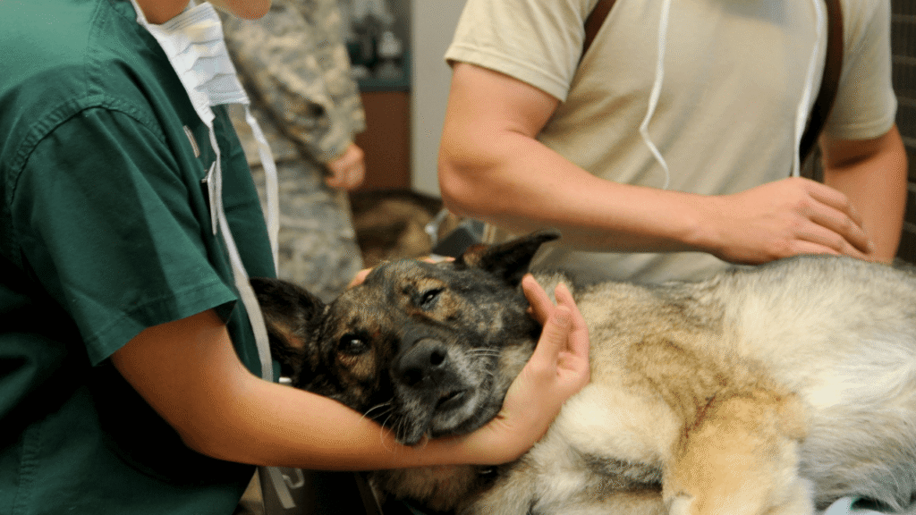 Veterinary Nursing Diploma Image - 2