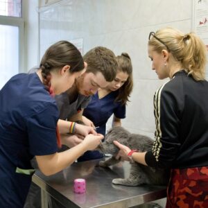 Animal Care Level 3 Diploma