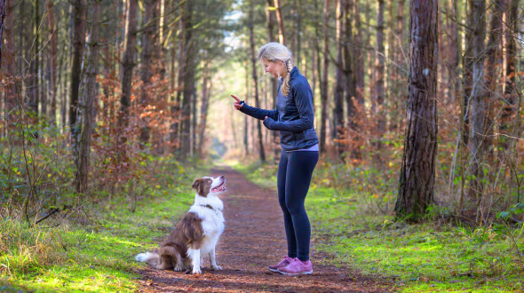 Dog Training Job Ready Programme with Money Back Guarantee