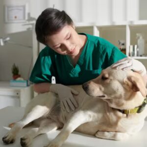 Veterinary Nursing Job Ready Programme with Money Back Guarantee