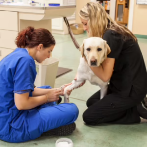 Animal First Aid