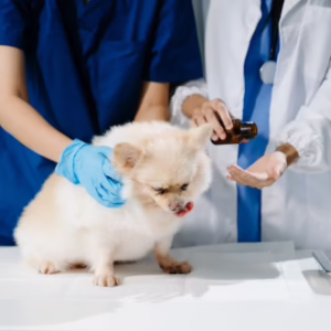 Pet First Aid and CPR Course