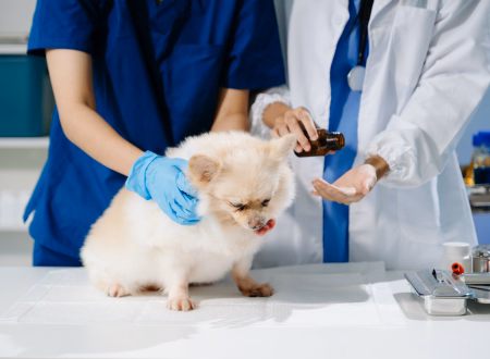 Pet First Aid and CPR Course