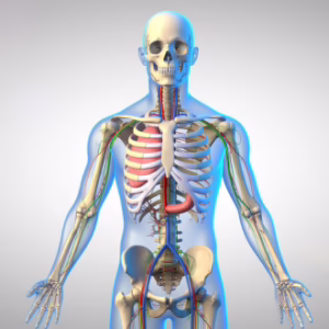 Advanced Diploma in Anatomy and Physiology Level 7
