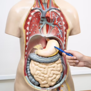 Human Biology Diploma