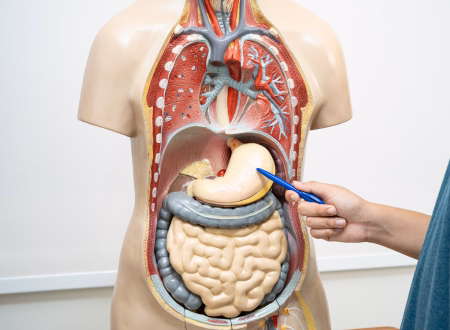 Human Biology Diploma